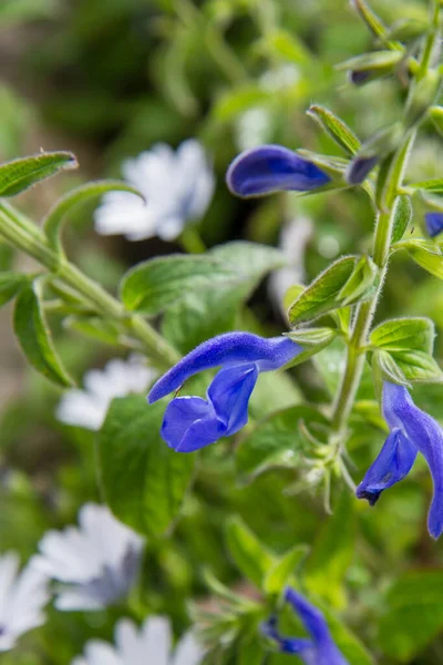 Hořký Šalvěj Salvia Patens Rostlina Kvetoucí Zahradě — Stock fotografie