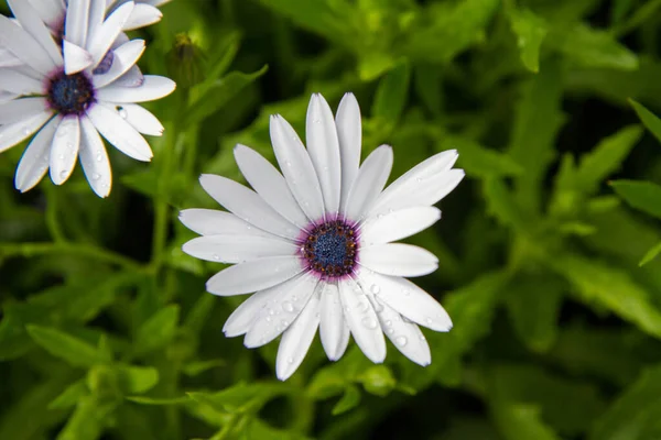 Yağmurlu Papatya Dimorphotheca Pluvialis Bir Bahçede Çiçek Açıyor — Stok fotoğraf