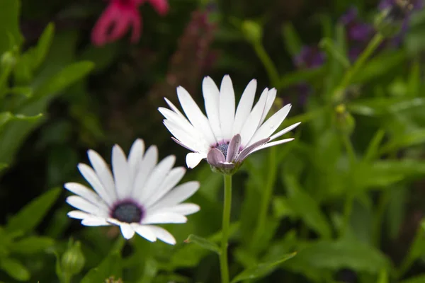 Marguerite Pluie Dimorphotheca Pluvialis Fleurissant Dans Jardin — Photo