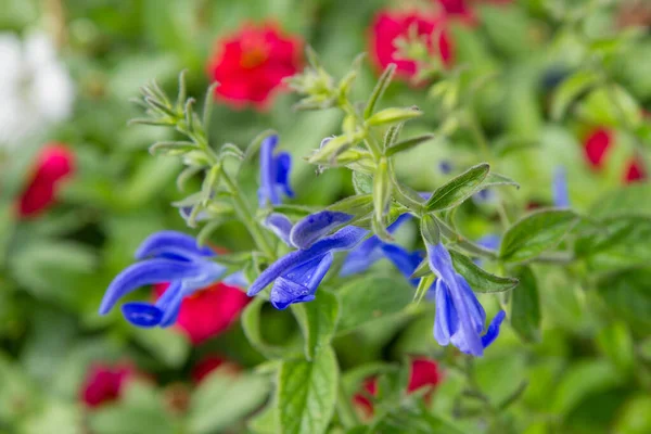 Genziana Salvia Patens Pianta Che Fiorisce Giardino — Foto Stock