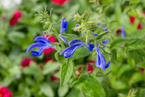 Gentisk Salvia Salvia Patens Växt Blommar Trädgård — Stockfoto