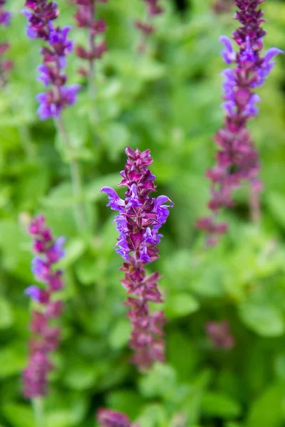 Salvia Salvia Planta Que Florece Jardín —  Fotos de Stock
