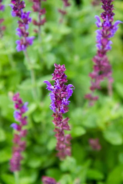 Salie Salvia Plant Bloeiend Een Tuin — Stockfoto