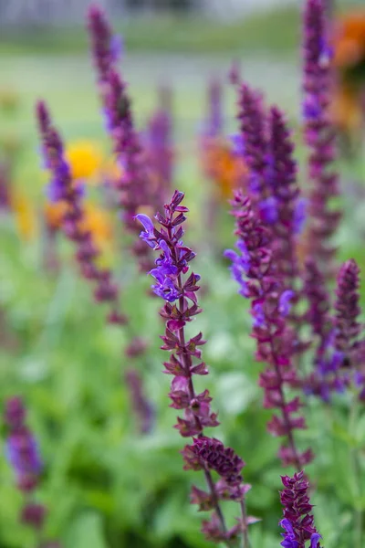 Salie Salvia Plant Bloeiend Een Tuin — Stockfoto