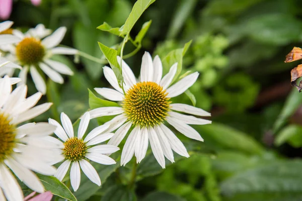 Echinacea Virágzik Kertben — Stock Fotó