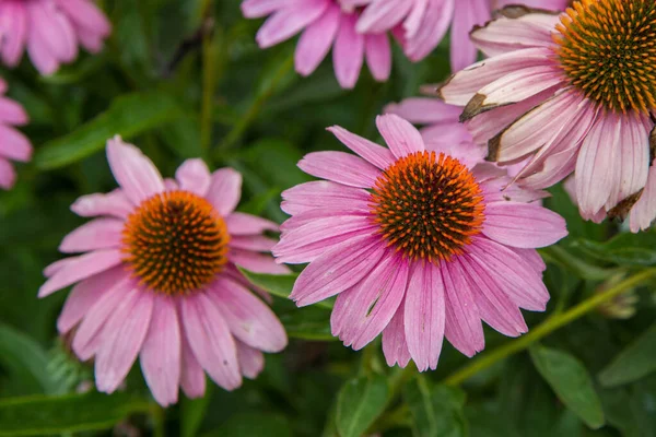 Echinacea Kwitnąca Ogrodzie — Zdjęcie stockowe