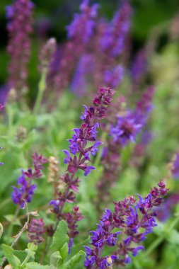 Bahçede çiçek açan (salvia) bitkisi.