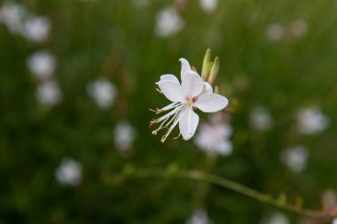 Beyaz gaura ya da Beeblossom (Gaura lindheimeri) bir çayırda çiçek açan bitki