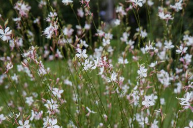 Beyaz gaura ya da Beeblossom (Gaura lindheimeri) bir çayırda çiçek açan bitki