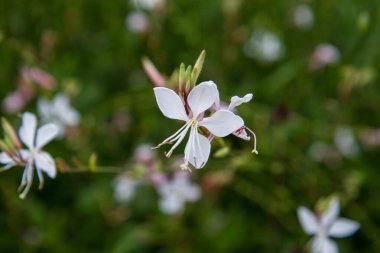 Beyaz gaura ya da Beeblossom (Gaura lindheimeri) bir çayırda çiçek açan bitki