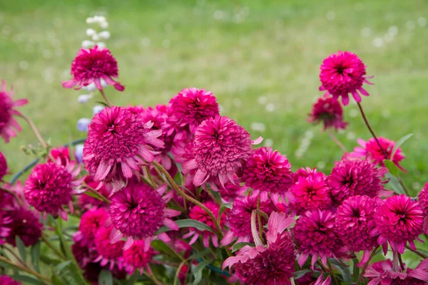 Pion Rosa Blommor Blommar Trädgård — Stockfoto