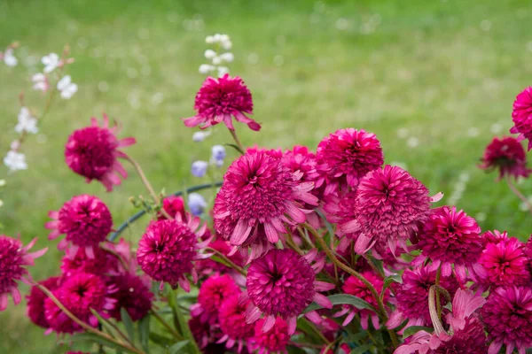 庭に咲く牡丹のピンクの花 — ストック写真