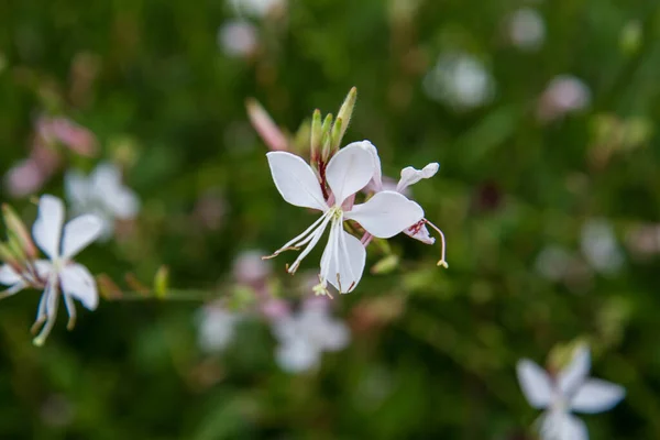 Weiße Gaura Oder Bienenblüte Gaura Lindheimeri Blüht Auf Einer Wiese — Stockfoto