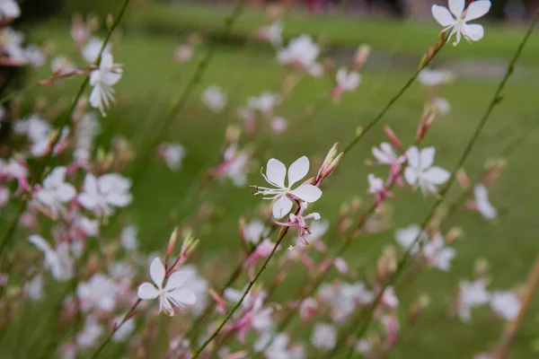 牧草地に咲く白いガウラ ガウラ リンデヒメリ — ストック写真