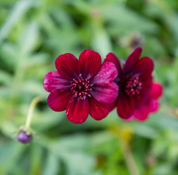 Chocolade Kosmos Plant Florerend Binnen Tuin — Stockfoto