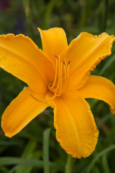 Žlutý Květ Lilie Plném Květu — Stock fotografie