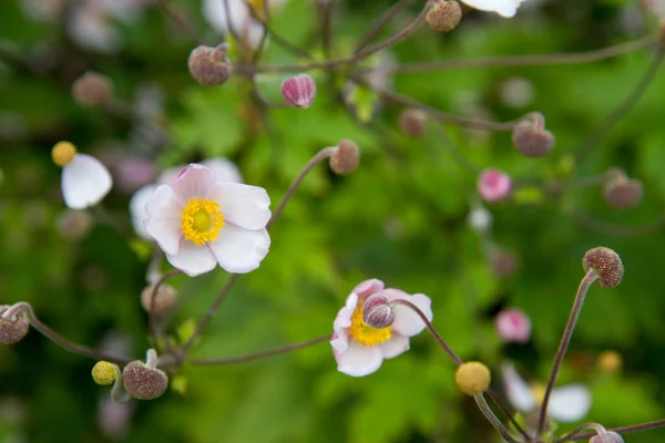 Japanese anemone plant blooming in a garden