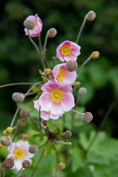 Japanese Anemone Plant Blooming Garden — Stock Photo, Image