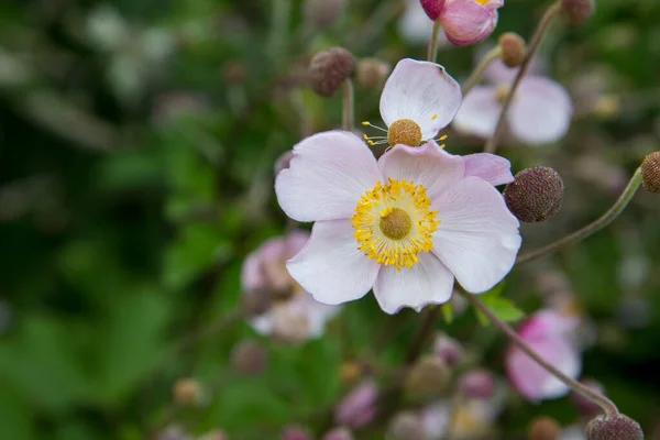 Japanese Anemone Plant Blooming Garden — Stock Photo, Image