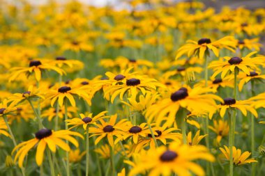 Bahçede çiçek açan koni çiçeği.