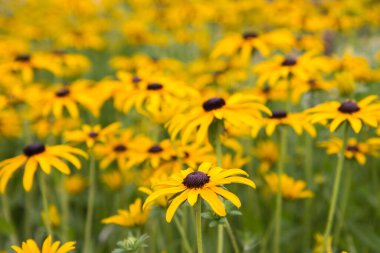 Bahçede çiçek açan koni çiçeği.