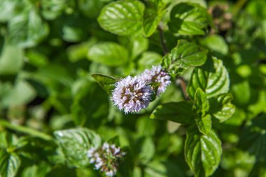 Çiçek açan nane ya da mentha, açık havada, yazın.