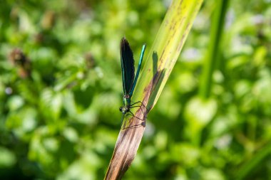 Yazın yaprağın üzerinde mavi yusufçuk