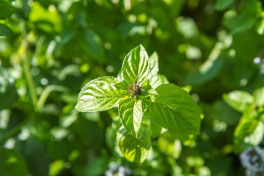 Nane ya da mentha, açık havada, yazın.