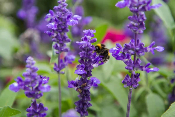 Sage Salvia Plante Fleurissant Dans Jardin Avec Bourdon Hors Foyer — Photo