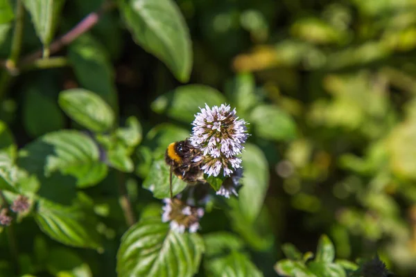 Bumblebee Mint Flower Bloom — Stock Photo, Image