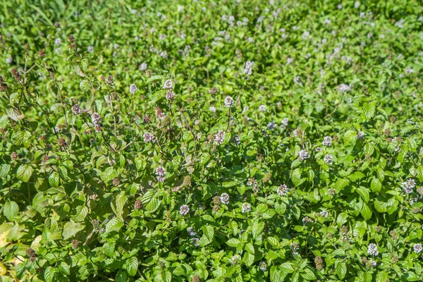 Kvetoucí Máta Nebo Mentha Venkovní Létě — Stock fotografie