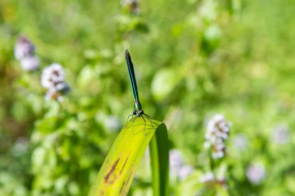 Blaue Libelle Auf Einem Blatt Sommer — Stockfoto