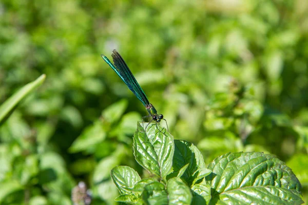 Modrá Vážky Listu Létě — Stock fotografie