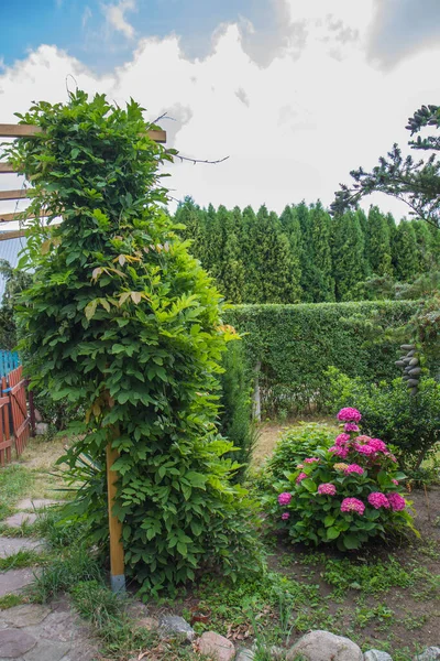 Jardim Com Wisteria Hortênsia Crescendo Nele — Fotografia de Stock