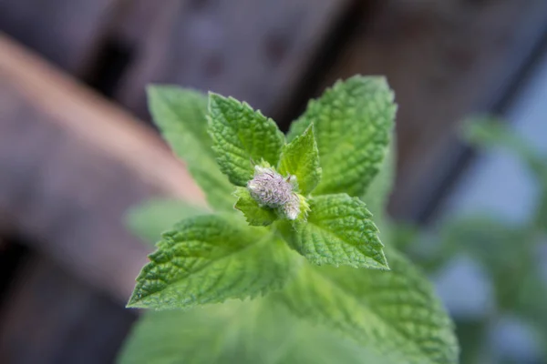 Mint Growing Garden — Stock Photo, Image