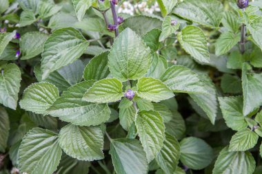 Salvia Longispicata bitkisi bahçede çiçek açıyor.