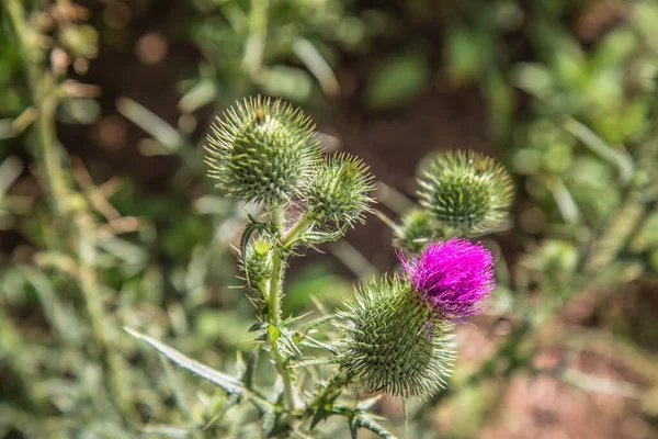 Pianta Cardo Che Fiorisce Prato — Foto Stock