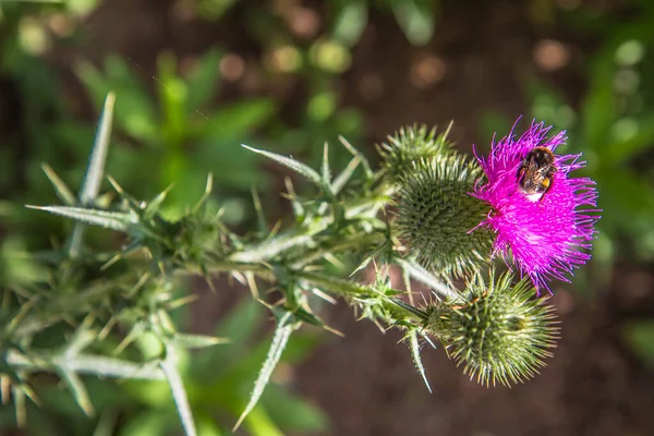 Hummel Auf Einer Blühenden Distelpflanze — Stockfoto