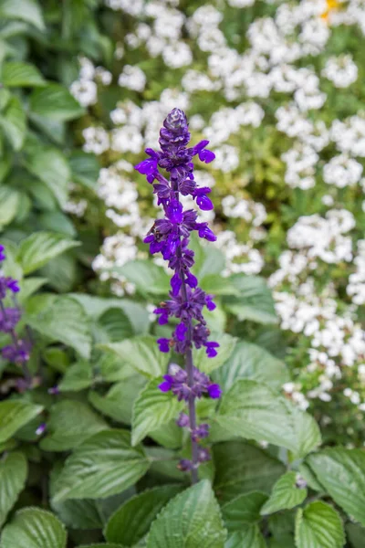 Salvia Longispicata Plant Bloeiend Een Tuin — Stockfoto