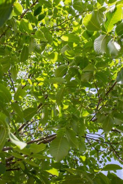 İlkbaharda yaygın ceviz ağacı