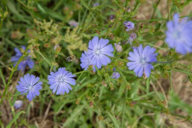 Çayırdaki hindiba çiçeklerinin üzerinden uçan arı.