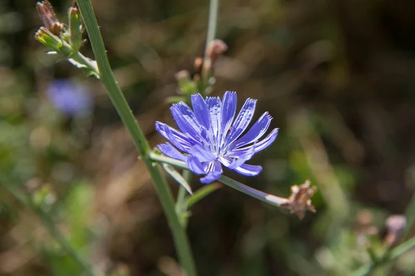 Gemeenschappelijke Cichorei Plant Bloeien Een Weide — Stockfoto