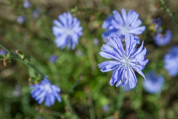 Pianta Cicoria Comune Che Fiorisce Prato — Foto Stock