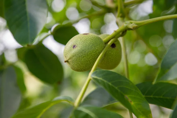 Der Walnussbaum Frühling — Stockfoto