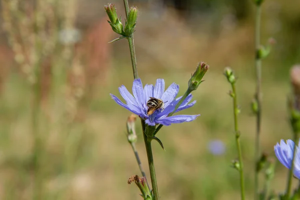 牧草地で一般的なチコリの花に蜂 — ストック写真