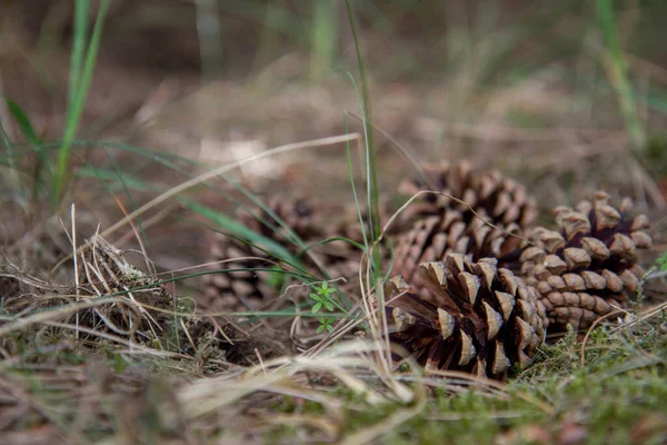 Pine Cones Fallen Tree Athe Ground — Stock Photo, Image