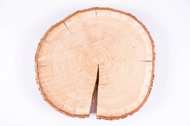 Beyaz arka planda taze meşe ağacı dilimi