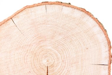 Beyaz arka planda taze meşe ağacı dilimi