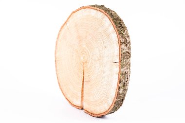 Beyaz arka planda taze meşe ağacı dilimi