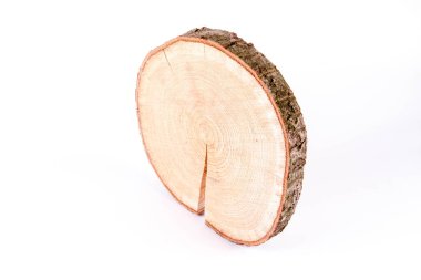 Beyaz arka planda taze meşe ağacı dilimi